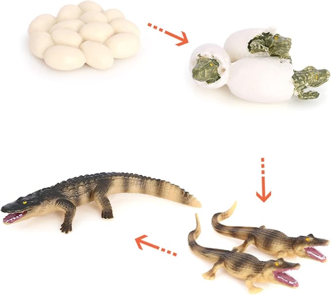 Crocodile Growth Cycle, Animal Growth Cycle Biological Model Toy Growth Stage Lifelike Crocodile Life Cycle Model Set for Kids Education Insect Themed Party Favors