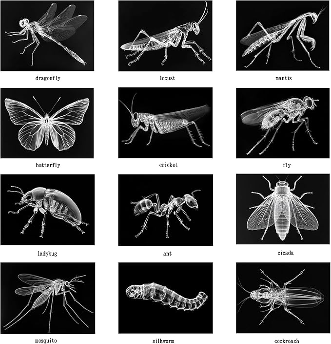 Animal X-Ray Set, Educational Science Kit, Light Table Accessory for Children (Insects)