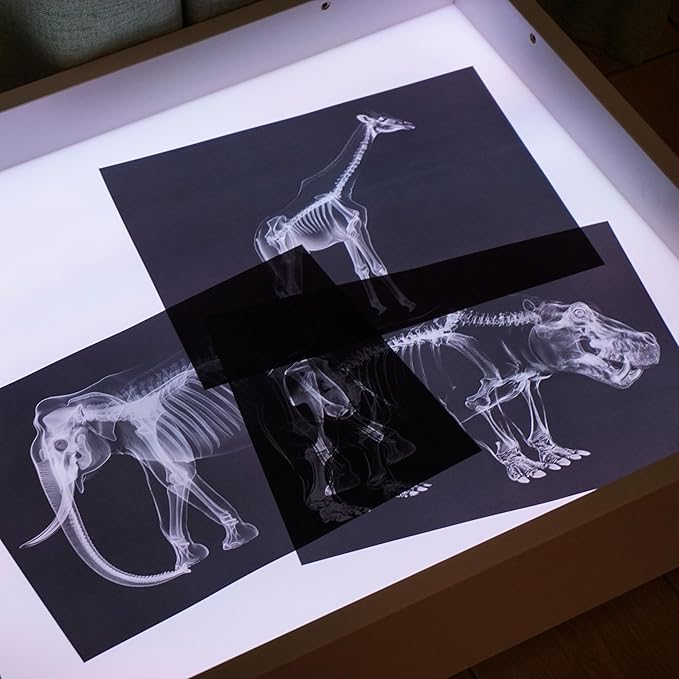Animal X-Ray Set, Educational Science Kit, Light Table Accessory for Children (Wild Animals)