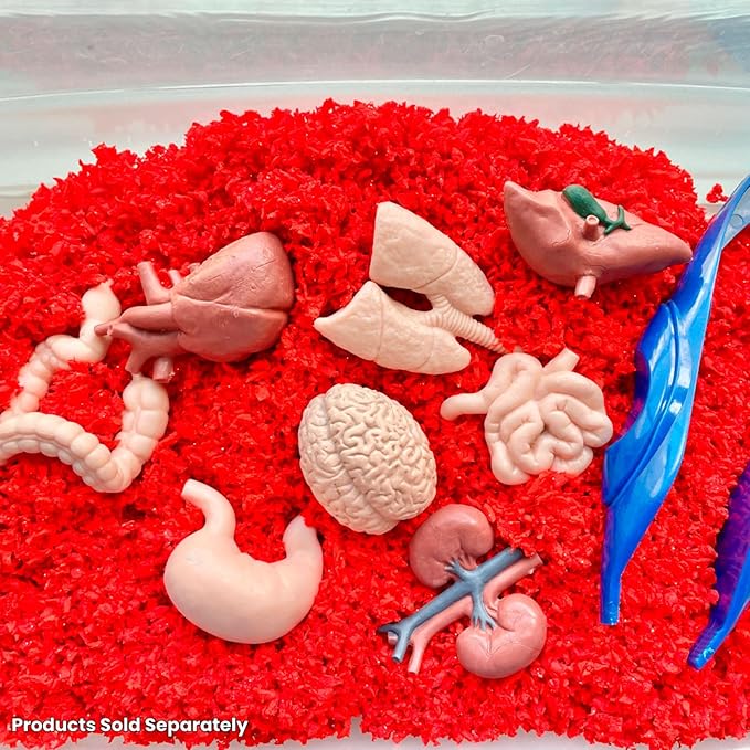 Safari Ltd. Human Organs TOOB - 8 Mini Figurines Including Brain, Heart, Lungs, Liver, Kidneys, Stomach, and Intestines - Anatomy Educational Toy Figures for Boys, Girls & Kids Ages 3+