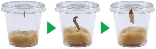 Insect Lore School Kit Refill with 33 Live Caterpillars - STEM Activity Journal & 33 Live Baby Painted Lady Butterfly Caterpillars - Cups & Tools Included