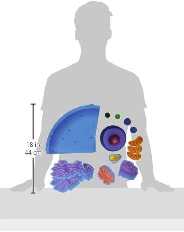 Learning Resources Giant Magnetic Animal Cell - 18 Piece Set, Boys and Girls Science Learning Tools, Homeschool and Classroom Supplies