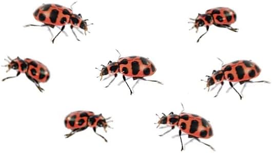 Insect Lore Ladybug Land | Ladybug Growing Kit Habitat | Redeem Voucher For Live Ladybug Larvae