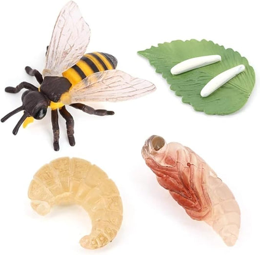 Hvogvok Bee Growth Cycle, Animal Growth Cycle Biological Model, Growth Stage Lifelike Bee Life Cycle Model Set for Kids Education Insect Themed Party Favors