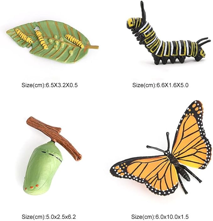 Butterfly Growth Cycle, Animal Growth Cycle Biological Model, Growth Stage Lifelike Butterfly Life Cycle Model Set for Kids Education Insect Themed Party Favors