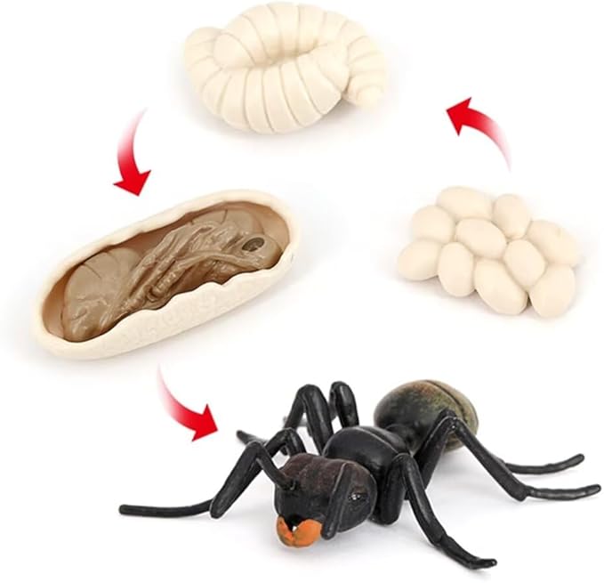Ant Growth Cycle, Animal Growth Cycle Biological Model Toy Growth Stage Lifelike Ant Life Cycle Model Toy Set for Kids Education Insect Themed Party Favors