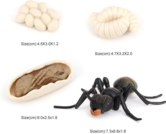Ant Growth Cycle, Animal Growth Cycle Biological Model Toy Growth Stage Lifelike Ant Life Cycle Model Toy Set for Kids Education Insect Themed Party Favors