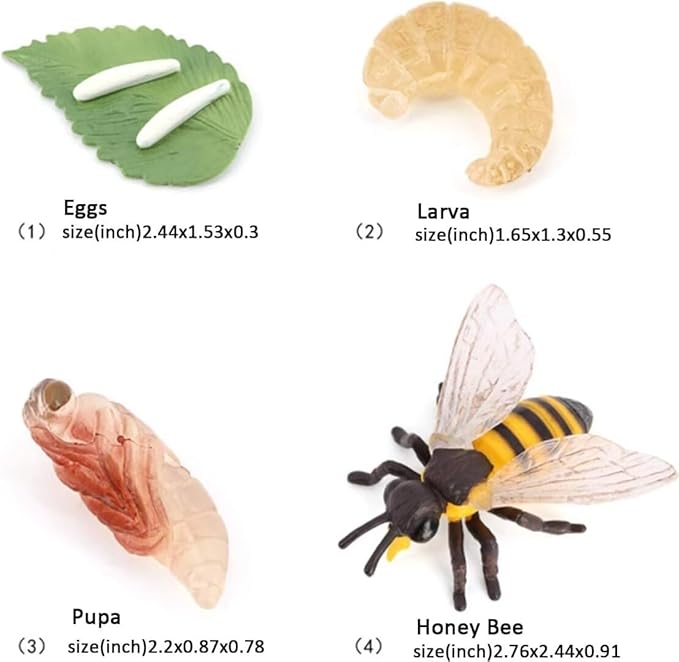 Hvogvok Bee Growth Cycle, Animal Growth Cycle Biological Model, Growth Stage Lifelike Bee Life Cycle Model Set for Kids Education Insect Themed Party Favors