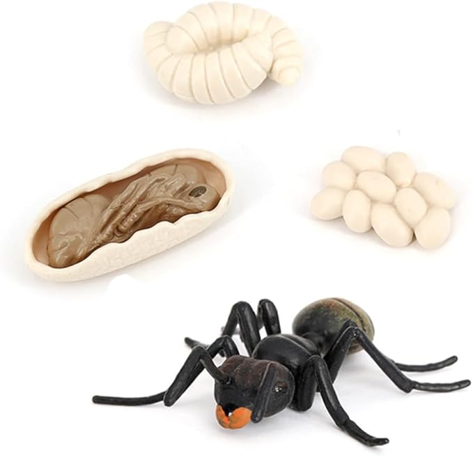 Ant Growth Cycle, Animal Growth Cycle Biological Model Toy Growth Stage Lifelike Ant Life Cycle Model Toy Set for Kids Education Insect Themed Party Favors