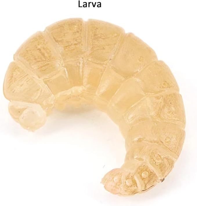 Hvogvok Bee Growth Cycle, Animal Growth Cycle Biological Model, Growth Stage Lifelike Bee Life Cycle Model Set for Kids Education Insect Themed Party Favors