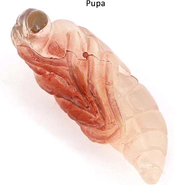 Hvogvok Bee Growth Cycle, Animal Growth Cycle Biological Model, Growth Stage Lifelike Bee Life Cycle Model Set for Kids Education Insect Themed Party Favors