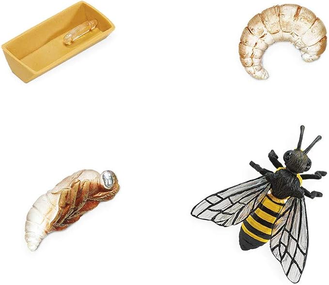 Safari Ltd. Life Cycle of a Honey Bee - Educational Toy Figurines - Miniature Bee Lifecycle Collection for Boys, Girls & Kids Age 4+