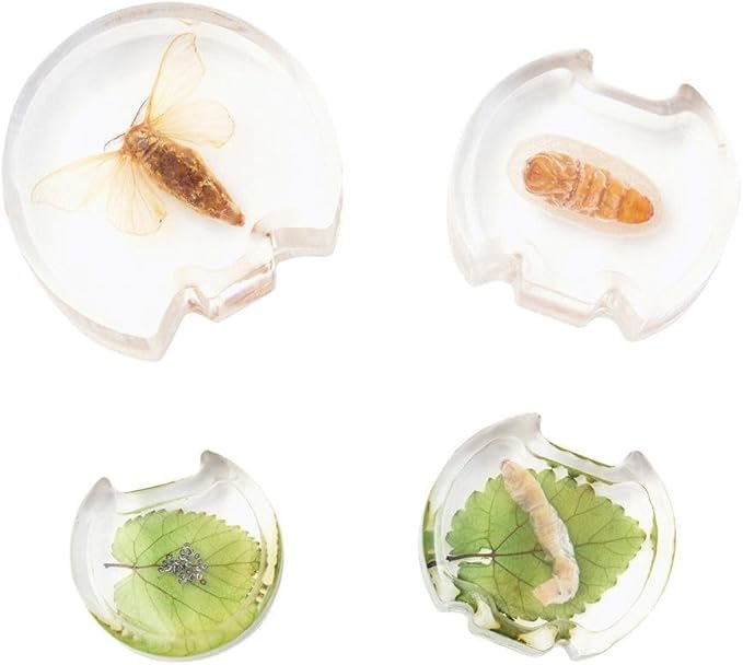 Kaplan Early Learning Specimen Life Cycle Puzzles - Moth