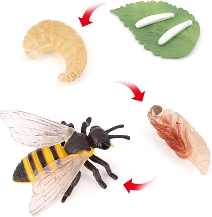 Hvogvok Bee Growth Cycle, Animal Growth Cycle Biological Model, Growth Stage Lifelike Bee Life Cycle Model Set for Kids Education Insect Themed Party Favors