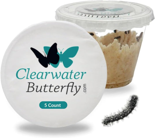 Clearwater Butterfly Live Painted Lady Butterflies - 5 Live Caterpillars - Live Caterpillars to Butterflies - Caterpillars for Butterfly Kit - Mesh Cage Not Included - Live Butterfly Kit - 5 Count
