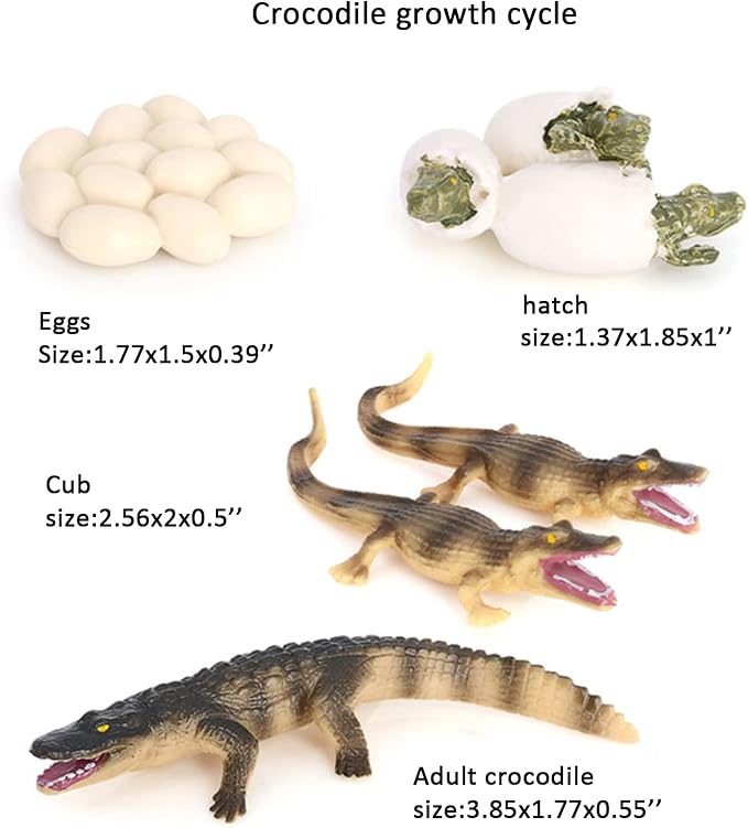 Crocodile Growth Cycle, Animal Growth Cycle Biological Model Toy Growth Stage Lifelike Crocodile Life Cycle Model Set for Kids Education Insect Themed Party Favors