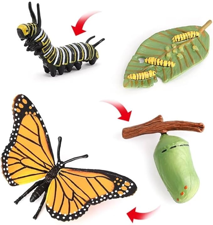 Butterfly Growth Cycle, Animal Growth Cycle Biological Model, Growth Stage Lifelike Butterfly Life Cycle Model Set for Kids Education Insect Themed Party Favors