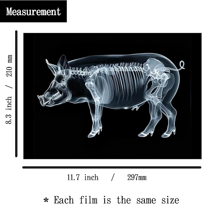 Animal X-Ray Set, Educational Science Kit, Light Table Accessory for Children (Farm Animals)