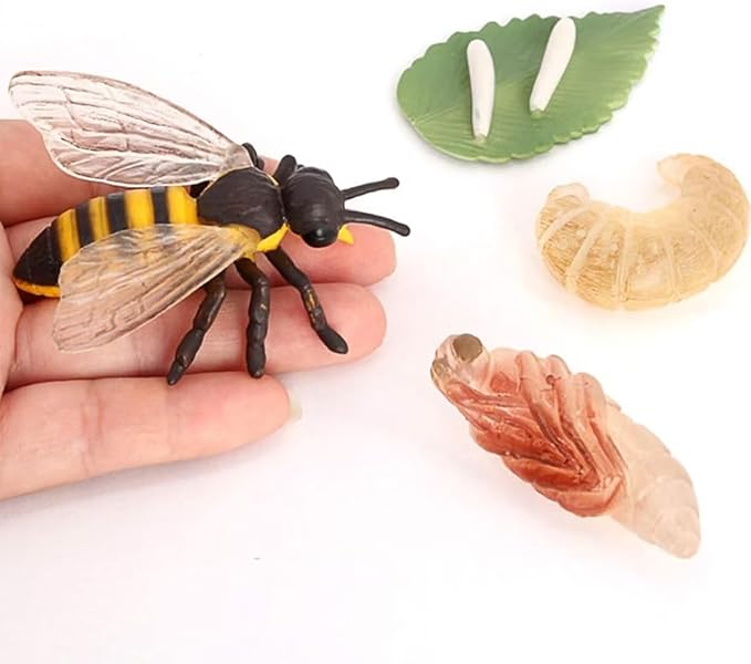 Hvogvok Bee Growth Cycle, Animal Growth Cycle Biological Model, Growth Stage Lifelike Bee Life Cycle Model Set for Kids Education Insect Themed Party Favors