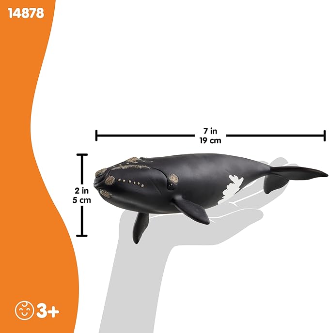 Schleich Wild Life - Large 7.5" Right Whale Toy Figurine. Realistic Hand-Painted Hard Animal Toys for Boys and Girls. Durable, Educational Figure for Imaginative Play. Kids and Toddlers Ages 3+ 14878