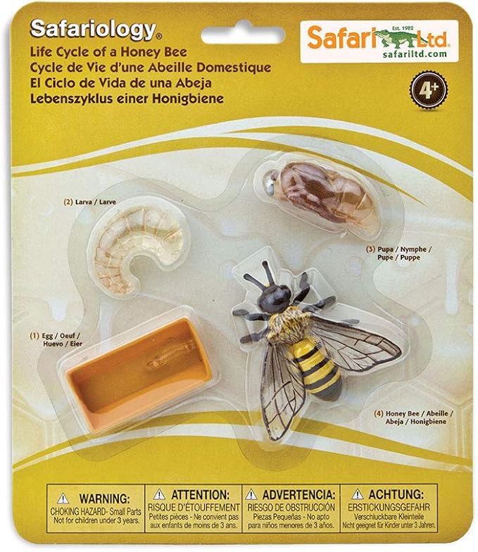 Safari Ltd. Life Cycle of a Honey Bee - Educational Toy Figurines - Miniature Bee Lifecycle Collection for Boys, Girls & Kids Age 4+