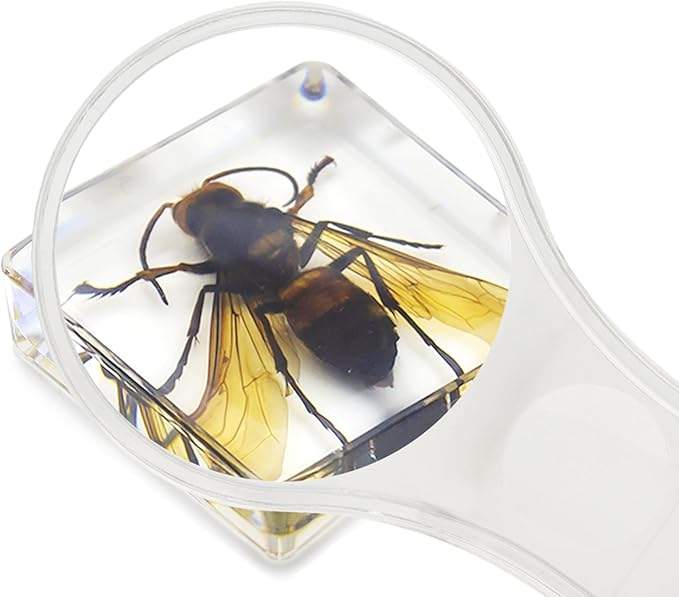 Insect Specimen Set, Bugs Collection Scientific Education Gift for Kids Aged 3-8-12 (Cicada, Wasp, Spider, Scorpion, Locust, Chafer)