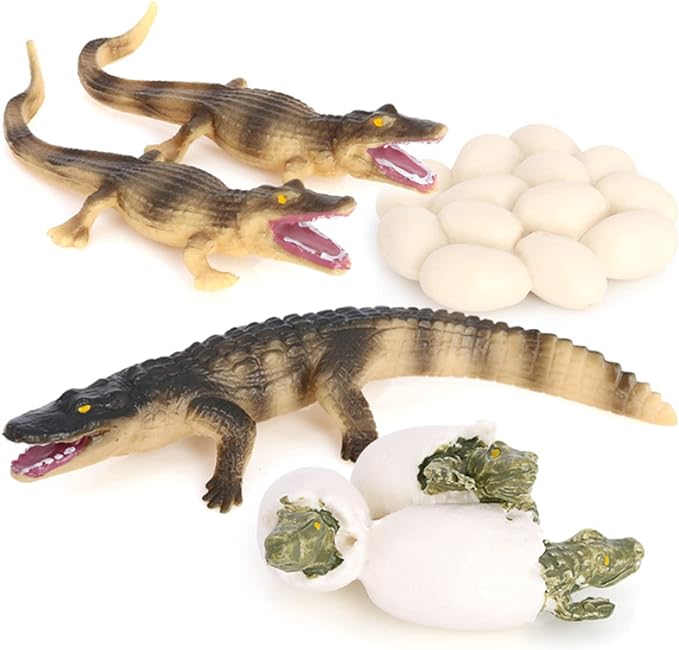 Crocodile Growth Cycle, Animal Growth Cycle Biological Model Toy Growth Stage Lifelike Crocodile Life Cycle Model Set for Kids Education Insect Themed Party Favors