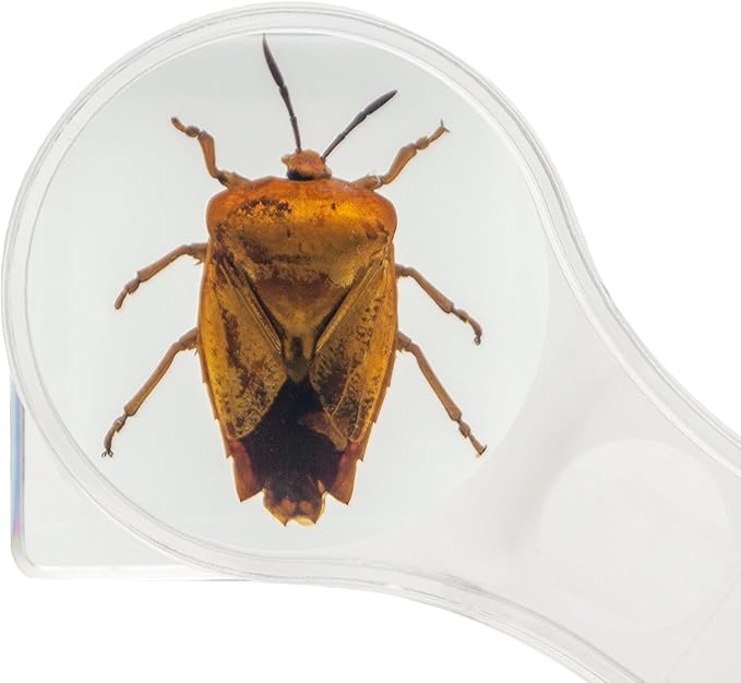 Insect Specimen Set, Bugs Collection Scientific Education Gift for Kids Aged 3-8-12 (Spider, Scorpion, Cricket, Chafers, Stink Bug, Spotted Lanternfly Resin Collection)