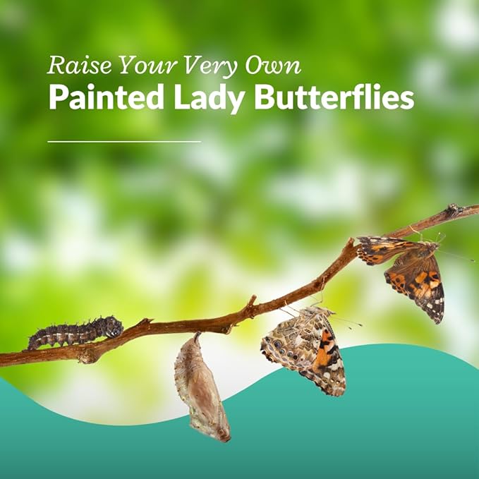 Clearwater Butterfly Live Painted Lady Butterflies - 5 Live Caterpillars - Live Caterpillars to Butterflies - Caterpillars for Butterfly Kit - Mesh Cage Not Included - Live Butterfly Kit - 5 Count