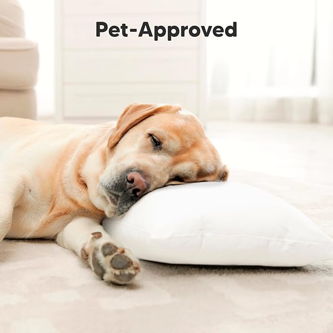 Toddler Pillow with Pillowcase - 10x18 My Little Dreamy Kids Travel Bed Pillows for Sleeping, Organic Cotton Small Pillowcase, Soft & Breathable, Machine Washable, Toddlers 2-5 years old (Soft White)