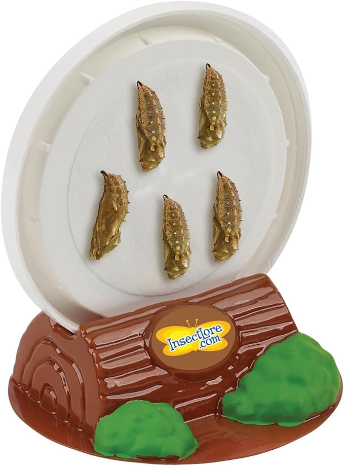 Insect Lore School Kit Refill with 33 Live Caterpillars - STEM Activity Journal & 33 Live Baby Painted Lady Butterfly Caterpillars - Cups & Tools Included