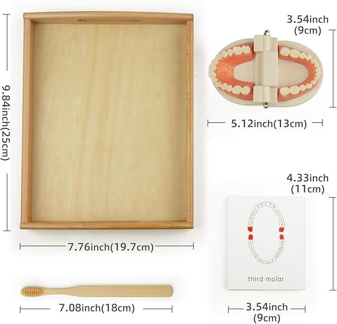 MEROCO Montessori Practical Life Brushing Teeth Model and Cards Montessori Homeschool Learning Preschool Toys for Toddlers