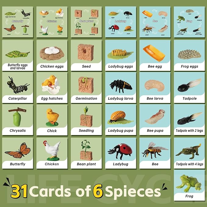 Life Cycle Kit Toy Montessori, Realistic Figurines Set for Kids with 25 Pieces Animals & Plants, Learning & Education Activity Games for Children 3 + |Preschool Classroom Must Haves