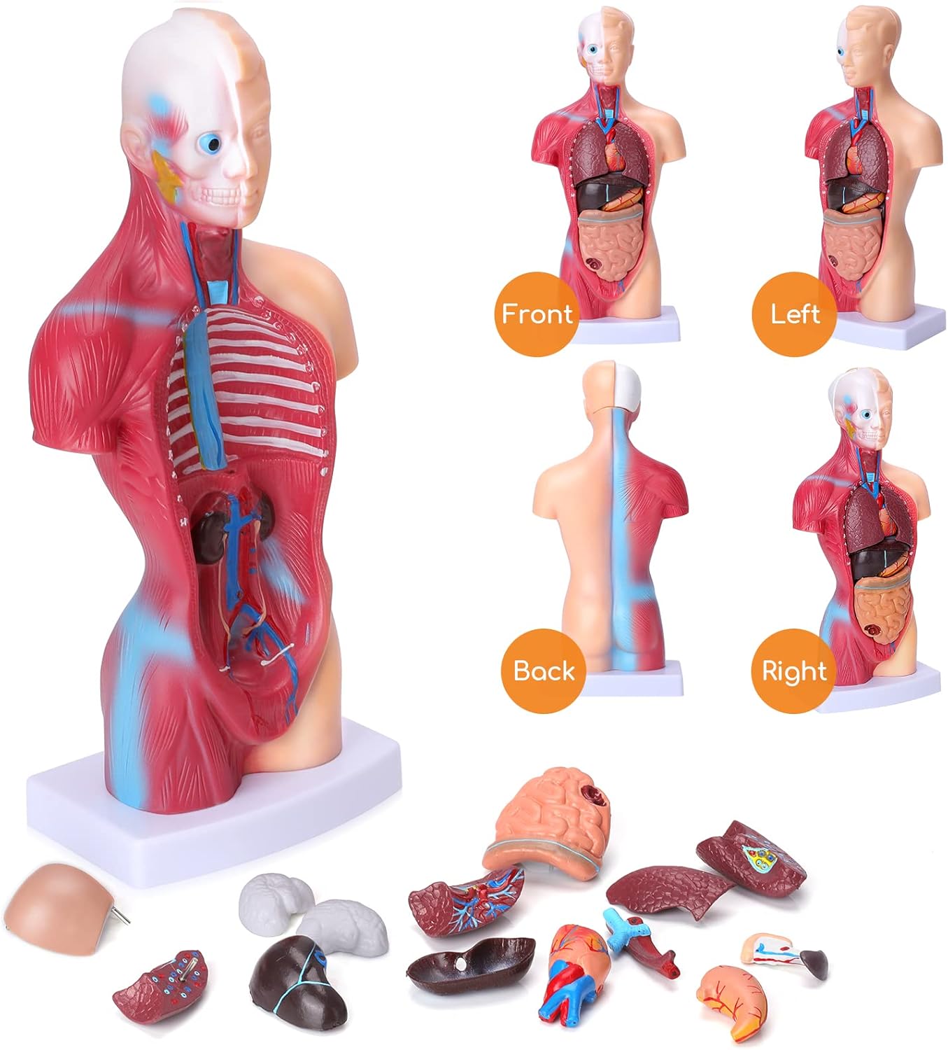 Human Body Model for Kids, 15 Pcs Removable 11 inch Human Torso Anatomy Model for for Teaching Study Class Students with Product Manual (11 inch)