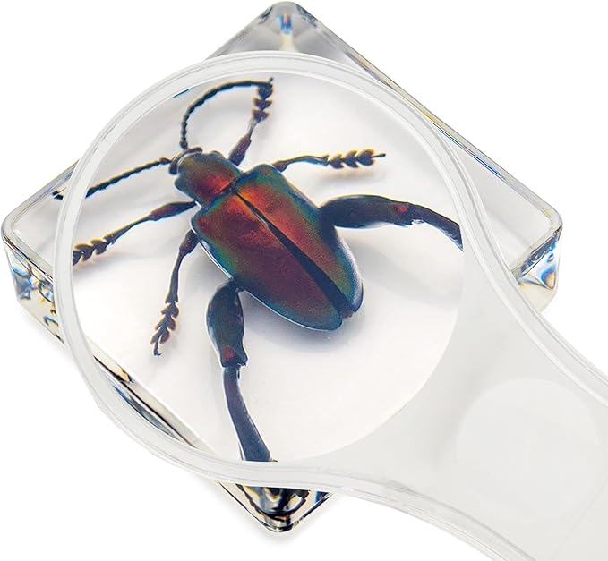 6 PCS Resin Insect Specimen Set, Butterfly, Jewel Frog Beetle, Silk Moth, Chafer, Stinkbug, Wasp, Science Education Toy for Kids