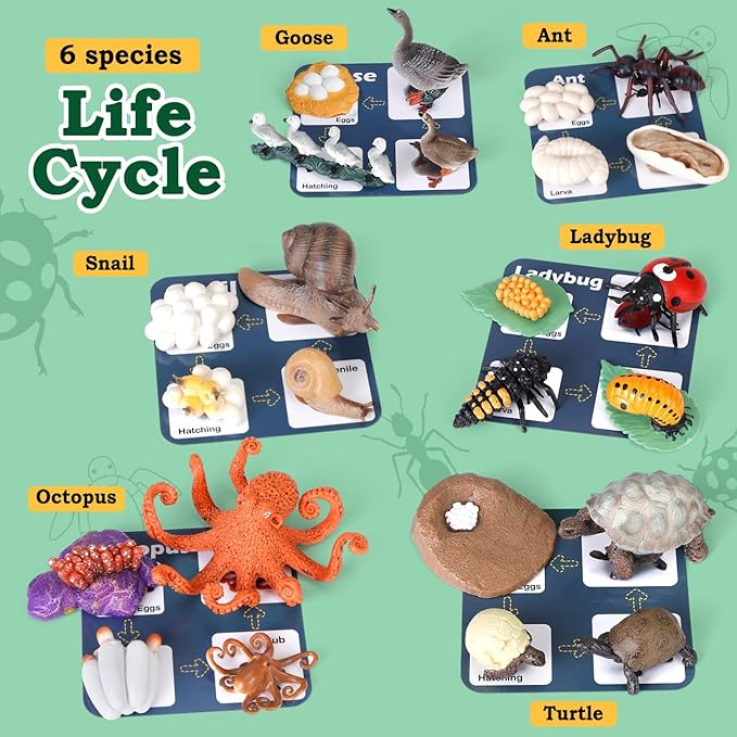 Life Cycle Toys for Kids - Life Science Education Kits: Ladybug, Ants, Goose, Land Turtle, Snail, Octopus - 24 Pieces Animal Models STEM Learning Toys for 3-10 Year Old