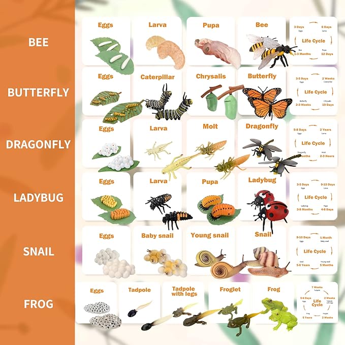 Montessori Animal Life Cycle Figurines, Plastic Miniature Educational Toys, 6 Count, Ages 3+