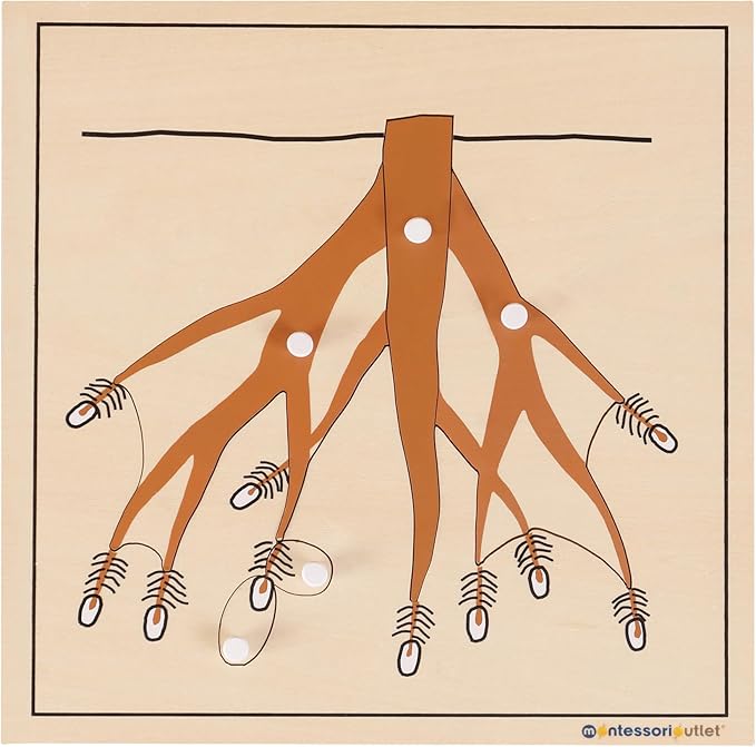 MONTESSORI OUTLET Nature Materials Root Puzzle Early Preschool Learning Toys for 3-12 Year Old Kids and Toddler