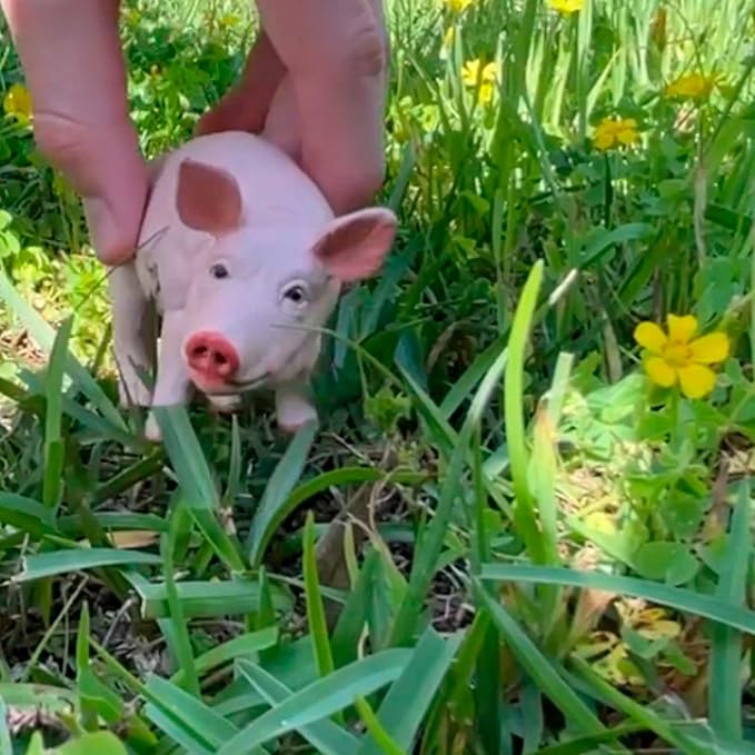 Safari Ltd. Boar Figurine - Realistic, Lifelike 4.25" Model Figure - Fun and Educational Toy for Boys, Girls & Kids Ages 3+