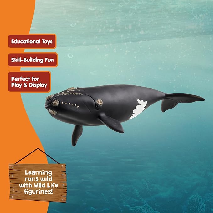Schleich Wild Life - Large 7.5" Right Whale Toy Figurine. Realistic Hand-Painted Hard Animal Toys for Boys and Girls. Durable, Educational Figure for Imaginative Play. Kids and Toddlers Ages 3+ 14878