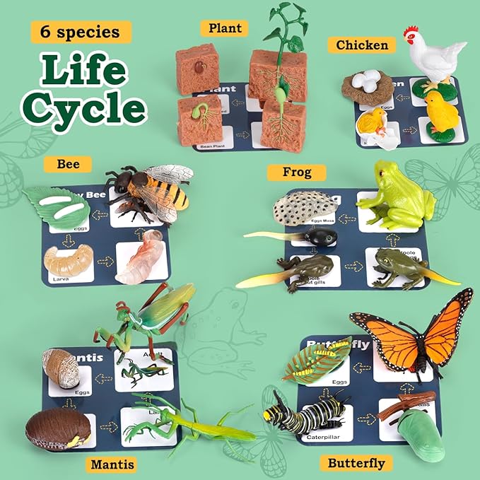 Life Cycle Learning Toys for Kids: Life Science Education Kits with Butterfly, Frog, Chicken, Mantis, Bee, Plants - 25 Pieces Animal Figurines Montessori Toys for Children Age 3 4 5 6 7 8+