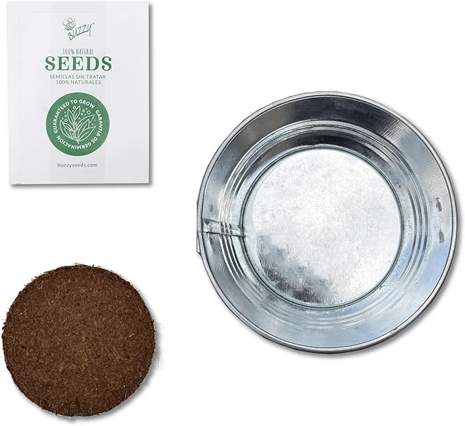 Buzzy Seeds Spruce Christmas Tree to Be Grow Kit, Complete with a Mini Galvanized Basin Planter, Non-GMO Seeds and Growing Medium, Fun DIY Holiday Gardening Gift, Stocking Stuffer, Party Favor