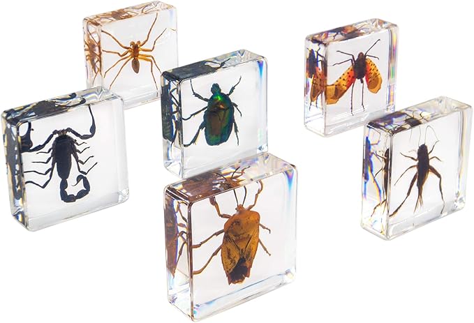 Insect Specimen Set, Bugs Collection Scientific Education Gift for Kids Aged 3-8-12 (Spider, Scorpion, Cricket, Chafers, Stink Bug, Spotted Lanternfly Resin Collection)