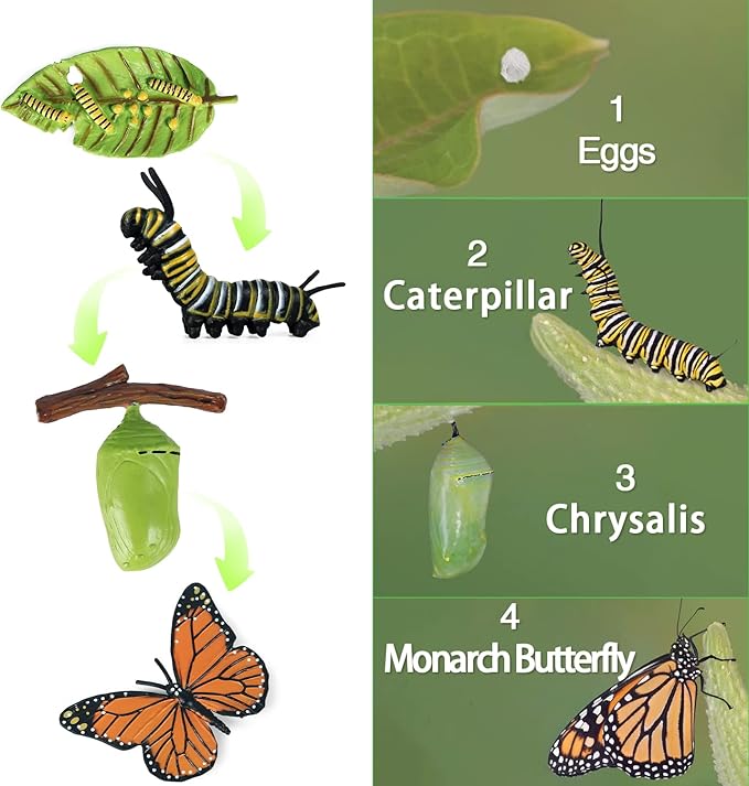 SIENON 8Pcs Butterfly and Actias Ningpoana Life Cycle Figures, Plastic Caterpillar to Monarch Butterfly Growth Toy Insect Playset for Kids Birthday Party Gift Biology Teaching Tools School Project