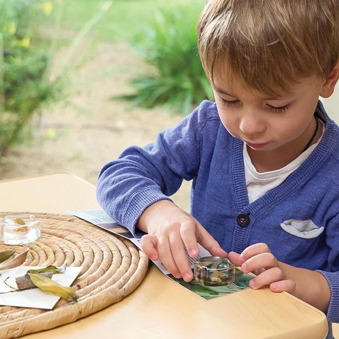 Kaplan Early Learning Specimen Life Cycle Puzzles - Moth