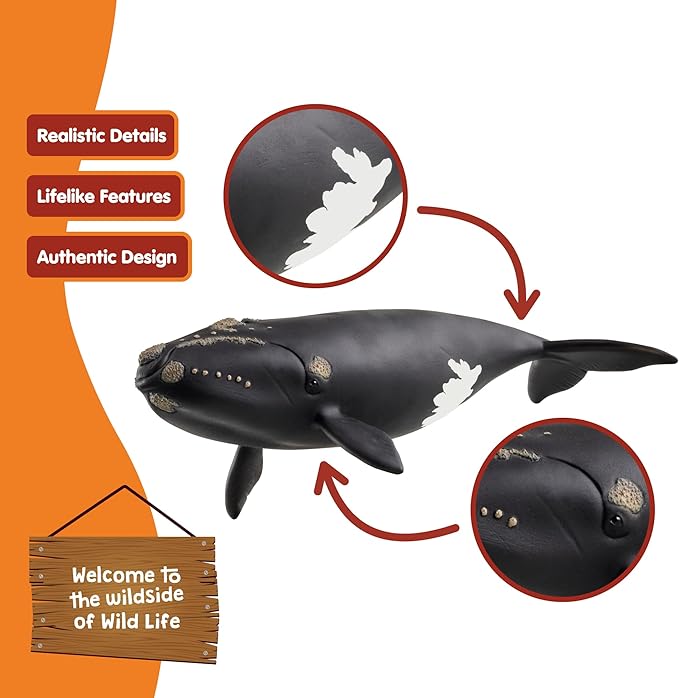 Schleich Wild Life - Large 7.5" Right Whale Toy Figurine. Realistic Hand-Painted Hard Animal Toys for Boys and Girls. Durable, Educational Figure for Imaginative Play. Kids and Toddlers Ages 3+ 14878