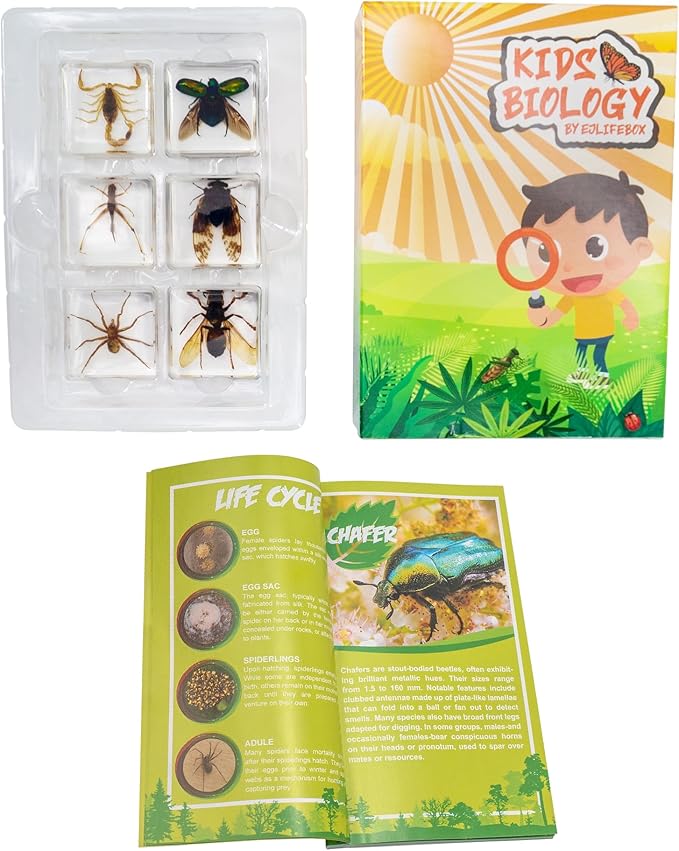 Insect Specimen Set, Bugs Collection Scientific Education Gift for Kids Aged 3-8-12 (Cicada, Wasp, Spider, Scorpion, Locust, Chafer)