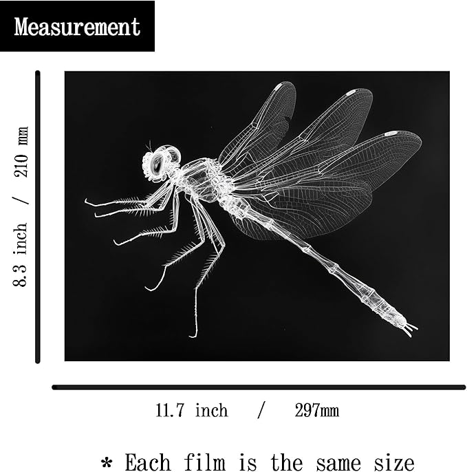Animal X-Ray Set, Educational Science Kit, Light Table Accessory for Children (Insects)