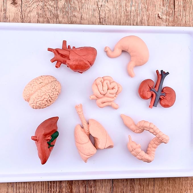 Safari Ltd. Human Organs TOOB - 8 Mini Figurines Including Brain, Heart, Lungs, Liver, Kidneys, Stomach, and Intestines - Anatomy Educational Toy Figures for Boys, Girls & Kids Ages 3+