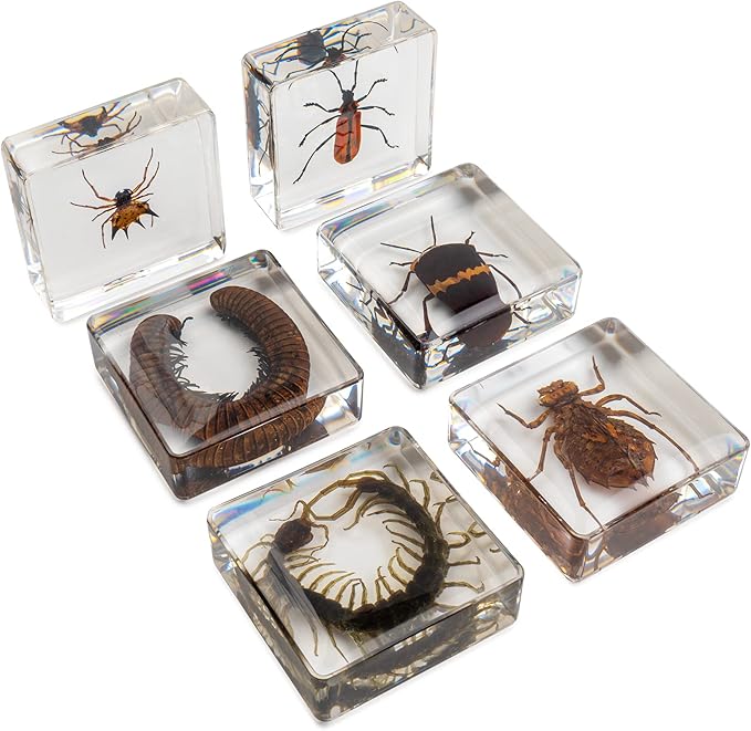Insect Specimen Set, Bugs Collection Scientific Education Gift for Kids Aged 3-8-12 (Millipede, Centipede, Dragonfly Larvae, Tea Seed Bug, Red Longhorn Beetle, Spiny Spider)